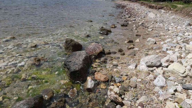 Datça’da Caretta Caretta Kıyıya Vurdu