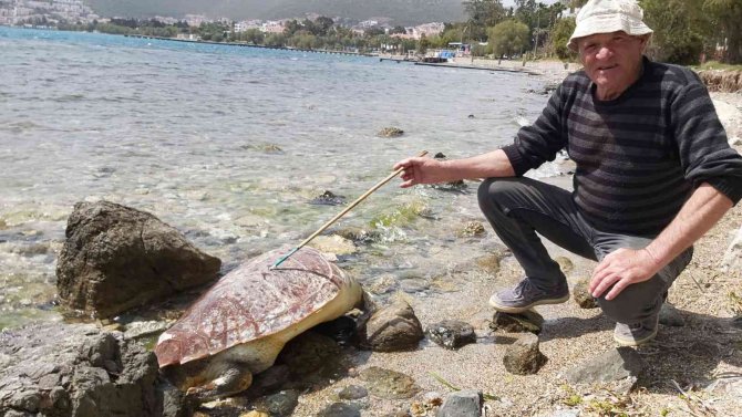 Datça’da Caretta Caretta Kıyıya Vurdu