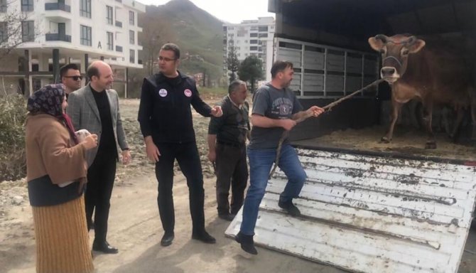 Halk Gününde İnek İstedi, Vali Kapısına Gönderdi