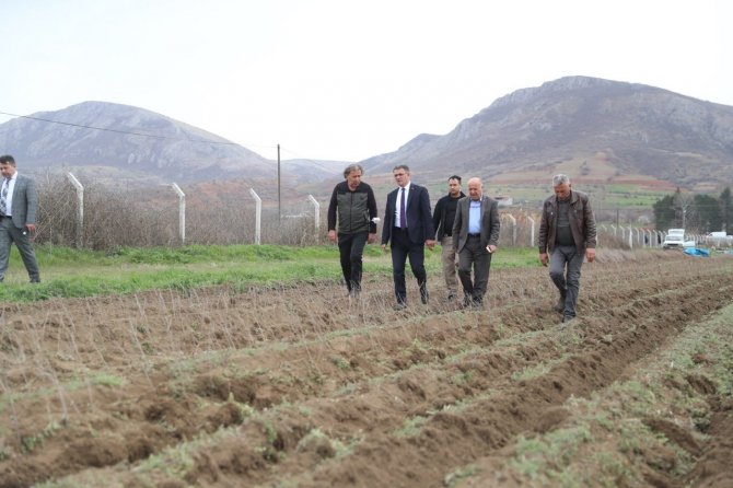 Vali Çapa Makinasının Başına Geçti Tarla Sürdü