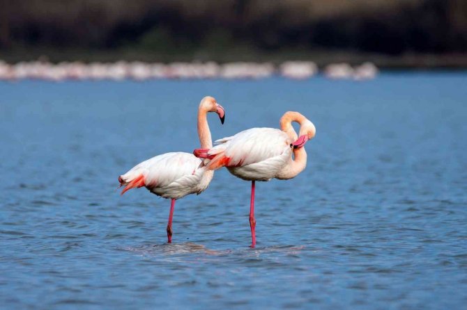 “Kuş Oteli” Hersek Lagünü Turistlerin İlgi Odağı Oldu