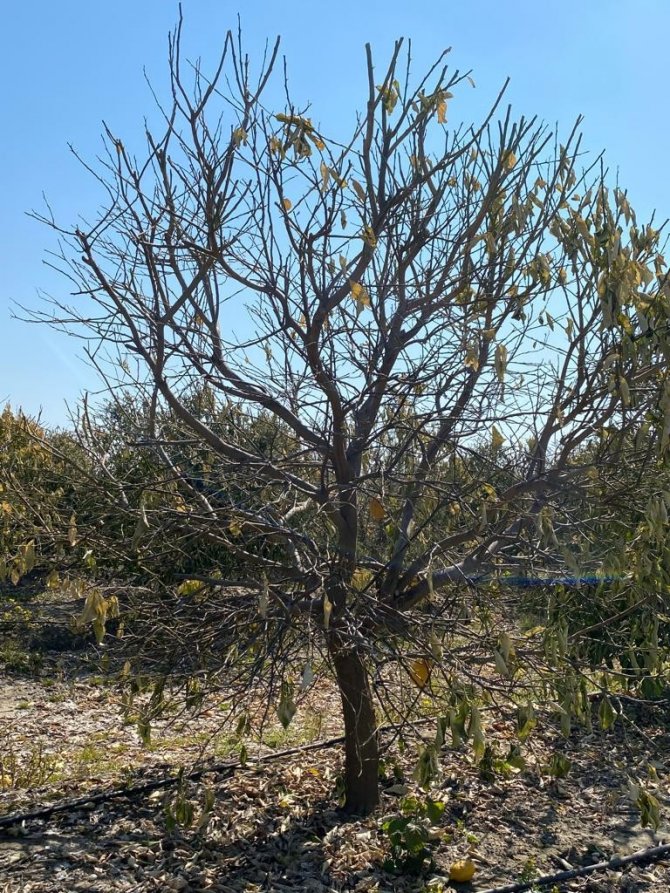 Doğan: “Don Sebebiyle Patates, Kavun, Karpuz, Biber Ve Domates Gibi Ürünler Zarar Gördü”