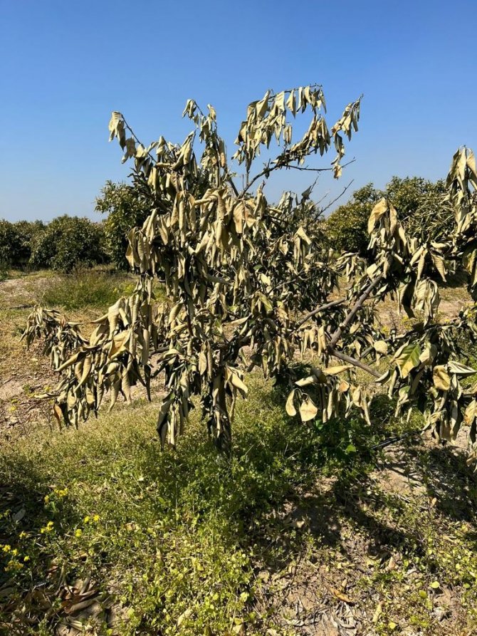 Doğan: “Don Sebebiyle Patates, Kavun, Karpuz, Biber Ve Domates Gibi Ürünler Zarar Gördü”