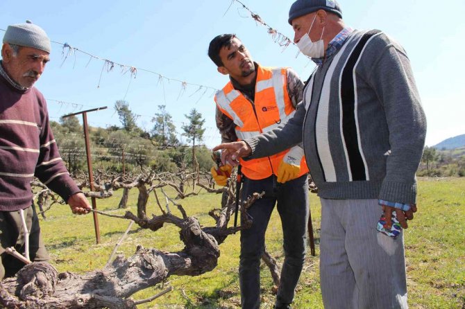 Büyükşehir’den İlçelerde Budama Ve Aşı Eğitimi