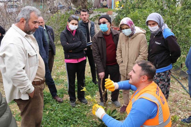 Büyükşehir’den İlçelerde Budama Ve Aşı Eğitimi