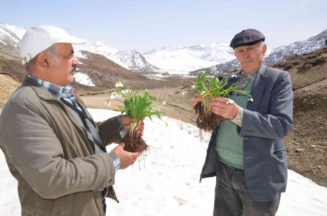 Torosların Gelinliği ’Kardelenler’ Boy Göstermeye Başladı