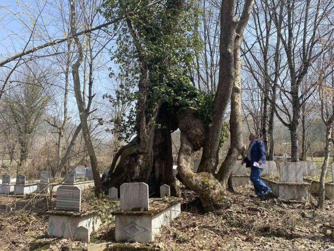 350 Yıllık Çınar Ağacında Allah Lafzı