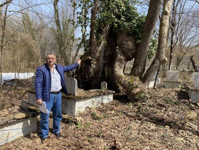 350 Yıllık Çınar Ağacında Allah Lafzı