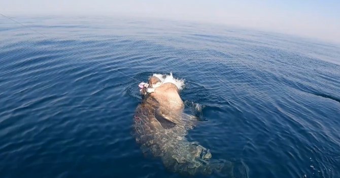 Gelibolu’da Nefes Kesen Köpek Balığı Avı