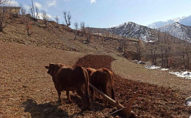 Bu Köyde Hala "Kara Saban" Kullanılıyor