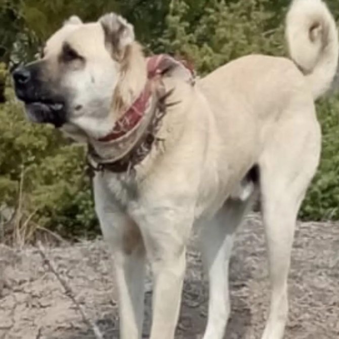 Çoban Köpeğini Tabancayla Vurdular