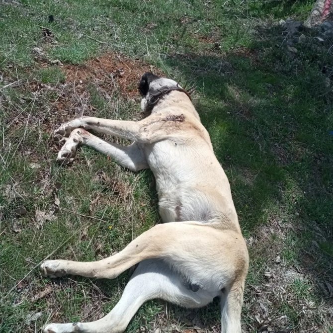 Çoban Köpeğini Tabancayla Vurdular