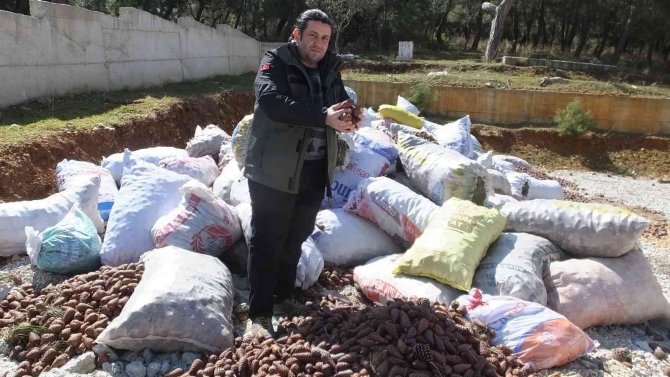 Burhaniye’de Ormanlarda Gençleştirme Yapılıyor