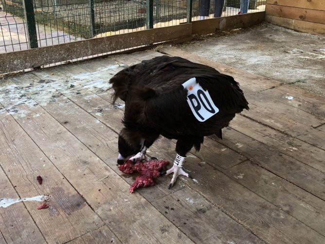 Tekirdağ’da Göç Yolculuğunda Yorgun Düşen Akbaba Çekmeköy’de Şifa Buldu