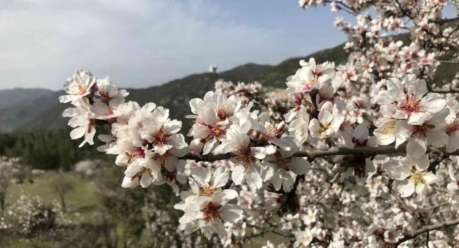 Akseki’de Badem Ağaçları Çiçek Açtı