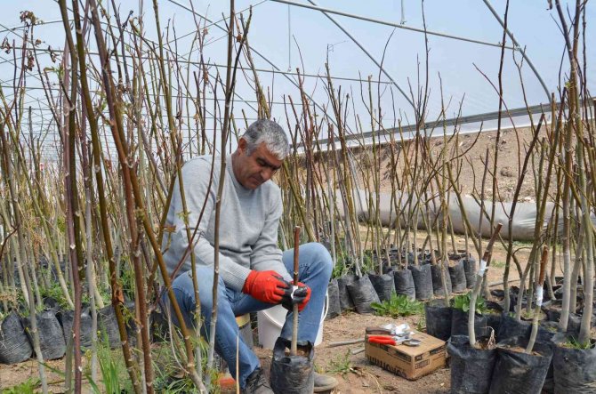 Adilcevaz Cevizinde Aşı Dönemi Başladı