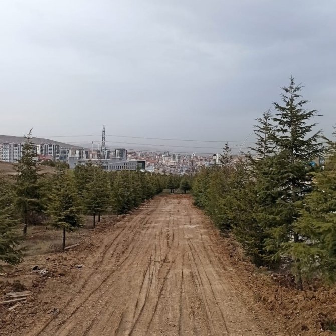 Pursaklar Belediyesi’nin Ağaç Hassasiyeti