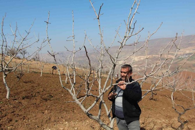 Siirt Fıstığında Yüksek Verim Beklentisi