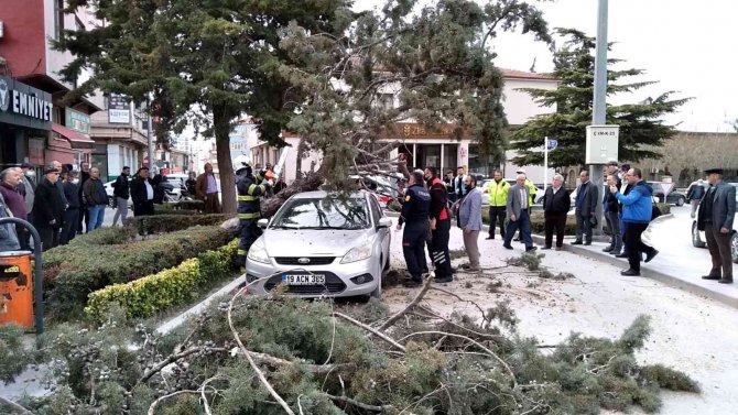 Kökünden Sökülen Ağaç Park Halindeki Otomobilin Üzerine Devrildi