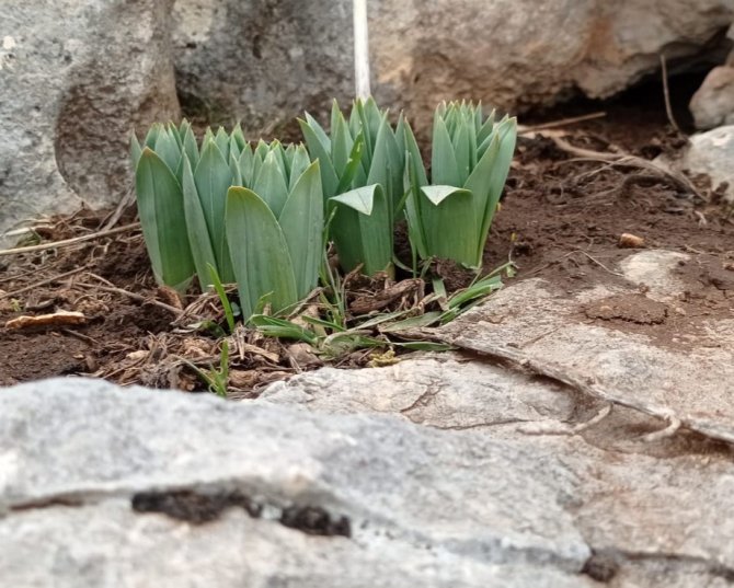 Çiriş Otu Sofraları Süslemeye Başladı