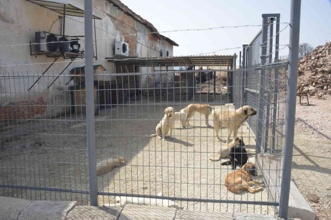 Gediz’de Sokak Hayvanları İçin Yürütülen Çalışmalar Tamamlandı