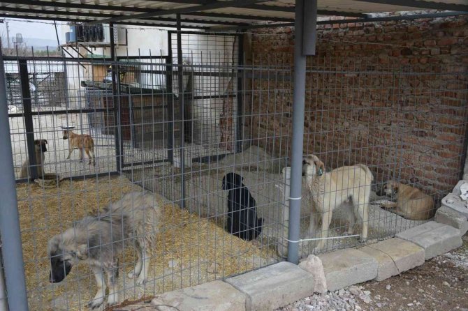 Gediz’de Sokak Hayvanları İçin Yürütülen Çalışmalar Tamamlandı
