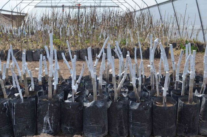 Adilcevaz Cevizinde Aşı Dönemi Başladı