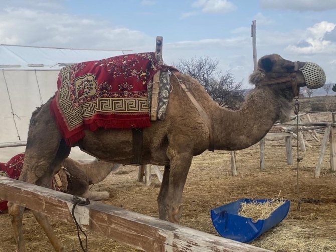 Develere Çip Takılacak