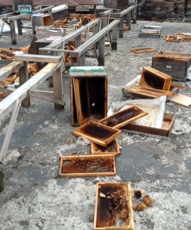 Sinop’ta Ayılar, Evin Terasındaki Arı Kovanlarını Parçaladı