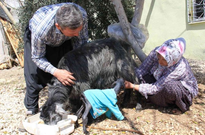 Gören Şaşırdı... Tüysüz Doğdu, Bebek Gibi Bakılıyor