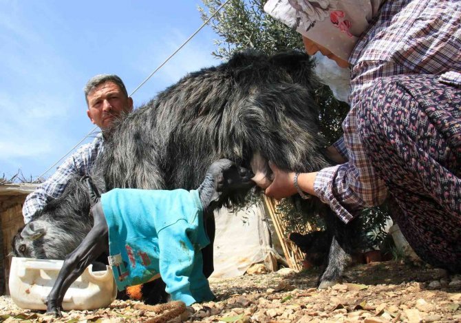 Gören Şaşırdı... Tüysüz Doğdu, Bebek Gibi Bakılıyor
