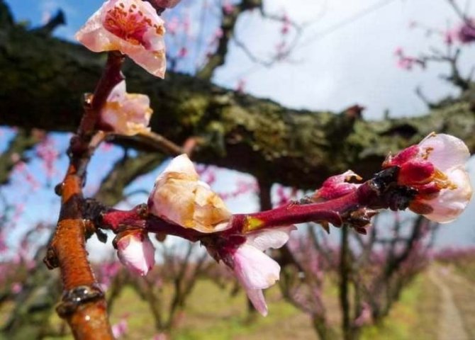 Çiçek Monilyası İlaçlama Zamanı