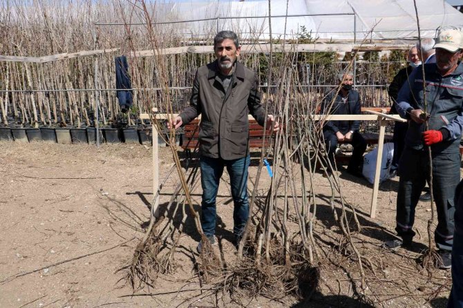 10 Bin Meyve Fidan Toprakla Buluşacak