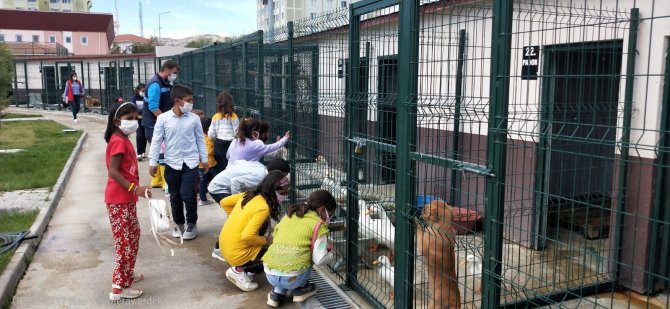 Sokak Hayvanları Günü’nde Hayvan Barınağına Yoğun İlgi