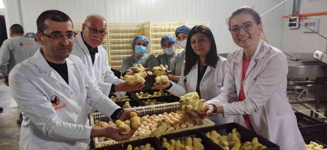 Türk Civcivi Gürcistan’dan Dünyaya Yayılıyor