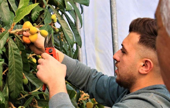 Örtü Altında “Yenidünya” Hasadı Başladı... Kilosu 200 Tl’den Satıldı