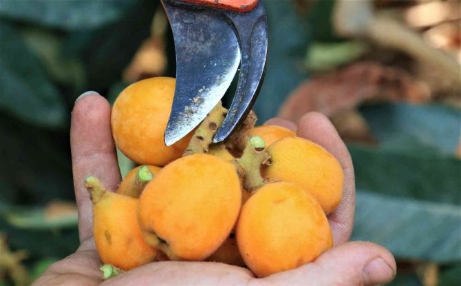 Örtü Altında “Yenidünya” Hasadı Başladı... Kilosu 200 Tl’den Satıldı