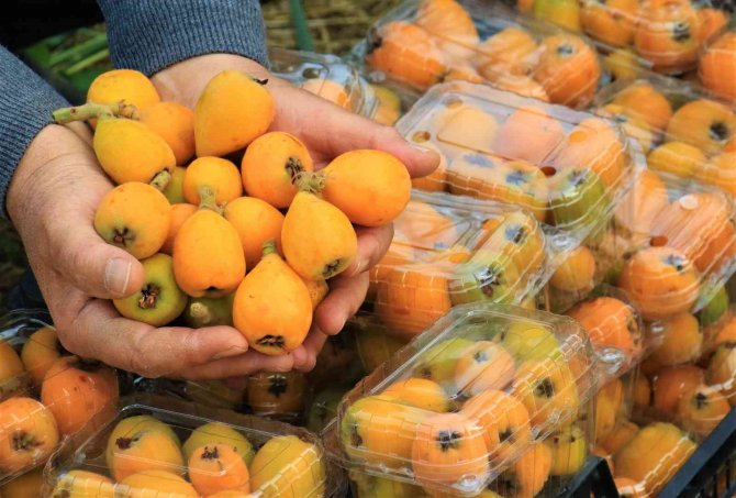 Örtü Altında “Yenidünya” Hasadı Başladı... Kilosu 200 Tl’den Satıldı