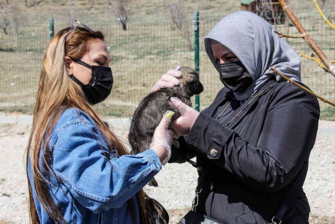 Van Büyükşehir’den ‘Sokak Hayvanları Koruma Günü’ Etkinliği