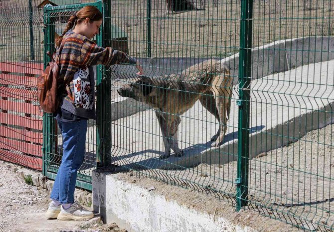 Van Büyükşehir’den ‘Sokak Hayvanları Koruma Günü’ Etkinliği