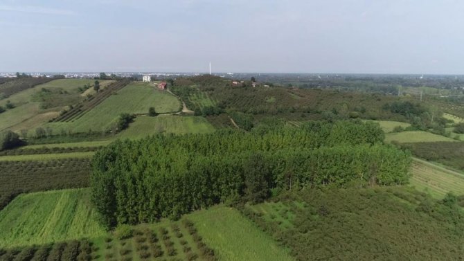 Türkiye’nin En Önemli Ovalarından Biri ’Orman’a Dönüşüyor