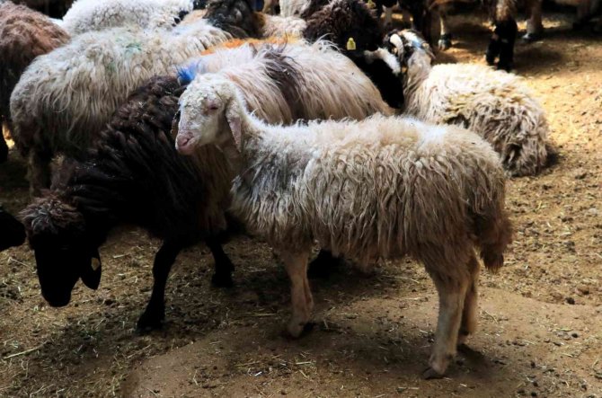Aracılar Koyunları Ahırda Tutup Fiyat Yükseltiyor