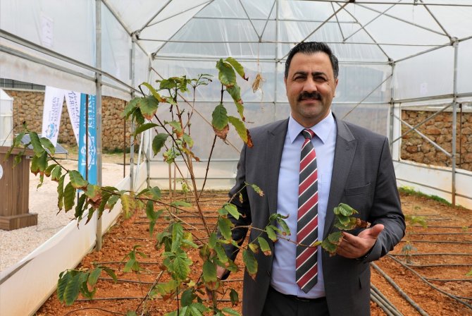 Prof. Dr. Ekrem Kalan: “Kahve Alanya’dan Gelecek”