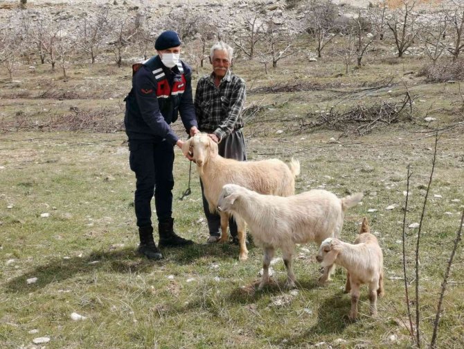 Ahırdan Kaybolan Keçi Ve Koyunlar Jandarma Tarafından Bulundu