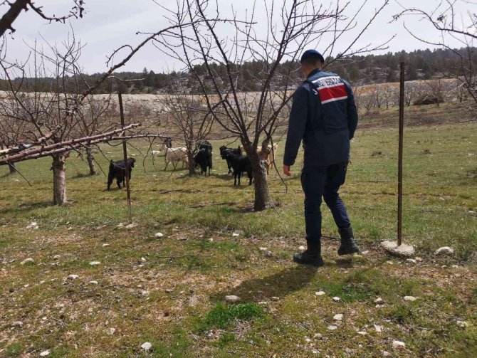 Ahırdan Kaybolan Keçi Ve Koyunlar Jandarma Tarafından Bulundu