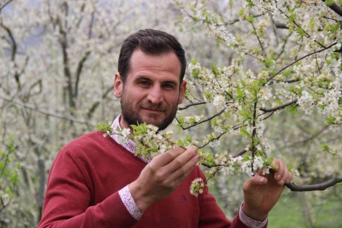 Lezzetliyle Ünlü Eşme Eriği Ağaçları Çiçek Açtı