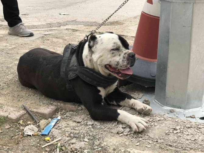 Haydi̇’den Pitbull Operasyonu, Cezalar Peş Peşe Geldi