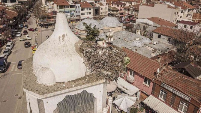 Saat Kulesinin Leylek Çifti Yuvasına Döndü