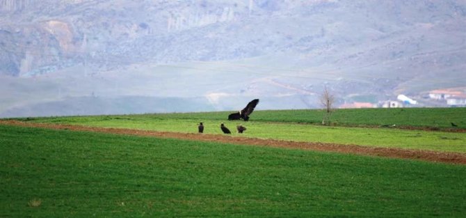 Dünyada Nesli Tehlike Altında Olan Kara Akbabalar Gözlemlendi