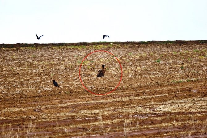 Dünyada Nesli Tehlike Altında Olan Kara Akbabalar Gözlemlendi